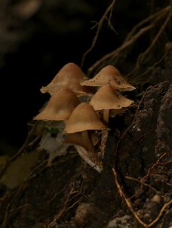 Psilocybe moseri Guzmán 419491 crop.jpg