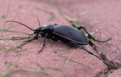 Carabus violaceus big.jpg