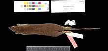 Murexia longicaudata.jpg