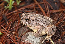 Anaxyrus mexicanus.jpg