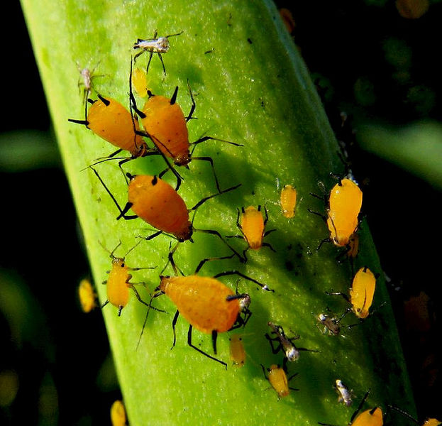 File:Milkweed Aphids.jpg