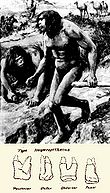 human evolution