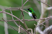 Heliothryx aurita Black-eared Fairy.jpg