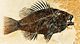 Fossils fish flesh.jpg