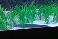 Alligator Gar