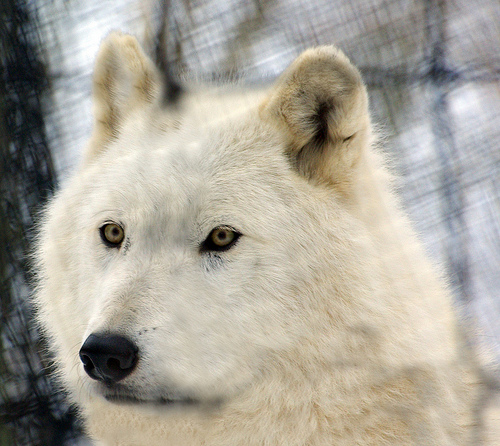 File:Arctic Wolf 1.jpg