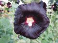 Black hollyhock (Alcea rosa nigra)