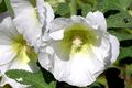 Hollyhock 1r.jpg