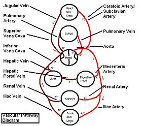 Vascular Pathway Diagram.JPG