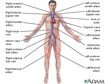 Human circulatory system.jpg
