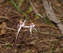 Caladenia versicolor.jpg