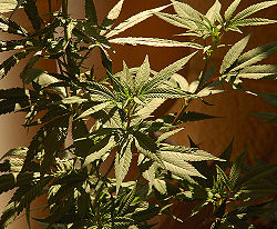 Cannabis.jpg