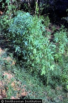 Cannabis 3.jpg