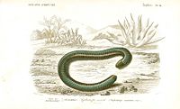 "Caecilian"