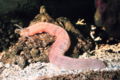 Wurmseegurke.jpg