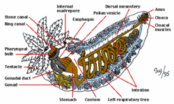 Anatomy sea cucumber.gif