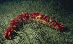 Parastichopus californicus.jpg