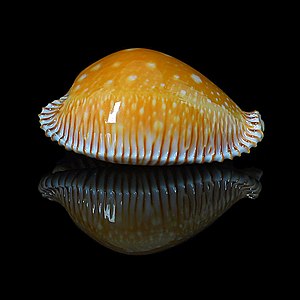 Perisserosa guttata guttata 600x600.JPG