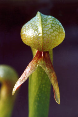 California pitcher plant 3.jpg
