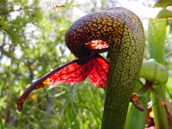 Darlingtonia californica 2.jpg