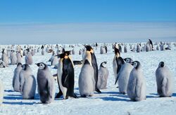 penguins with young