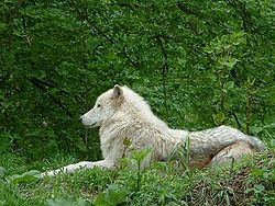 Northern Gray WOlf.jpg