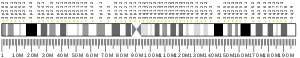 Chromosome 3 (human)