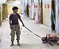 Image 7One of the photographs of the Abu Ghraib prison torture scandal: a naked prisoner being forced to crawl and bark like a dog on a leash. (from Nudity)