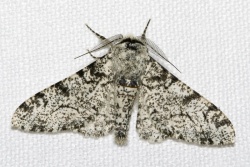 Biston betularia.jpg