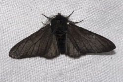 Biston betularia f carbonaria.jpg