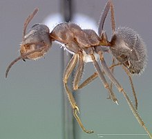 Formica francoeuri casent0005363 profile 1.jpg