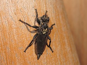 Pritchardia hirtipes.jpg