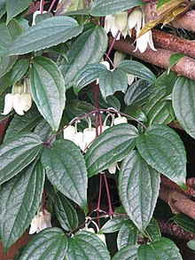 Clematis urophylla - Flickr - peganum (6).jpg