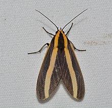 Ormetica ataenia - 2016.jpg