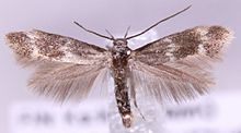 Elachista kilmunella.JPG