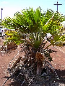 Starr 030523-0036 Pritchardia glabrata.jpg