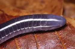 Caecilian.jpg