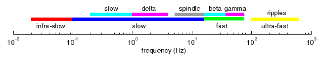 Thalcortx oscillations.gif
