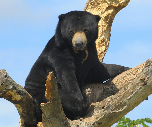 File:Sun bear tree.jpg