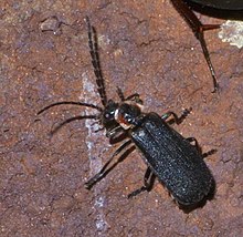 Polemius repandus P1440205b.jpg