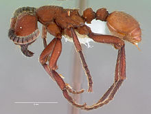 Nomamyrmex esenbeckii casent0010791 profile 1.jpg