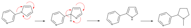 Nicotine synthesis 1904.svg
