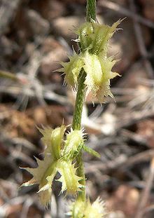 Pectocarya platycarpa 7.jpg