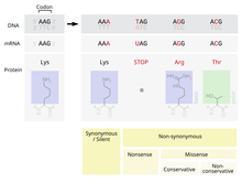 Point mutations-en.png