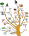 Evolution tree of life.png