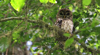 Fulvous owl.jpg