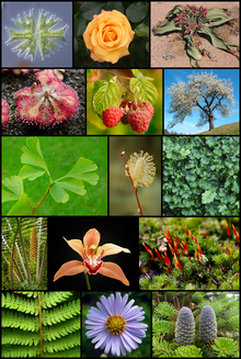 Plants