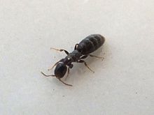 Sclerodermus domesticus 02.jpg
