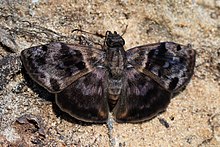 Common bentwing (Ebrietas anacreon).JPG