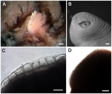 Tyrannobdella rex teeth.png